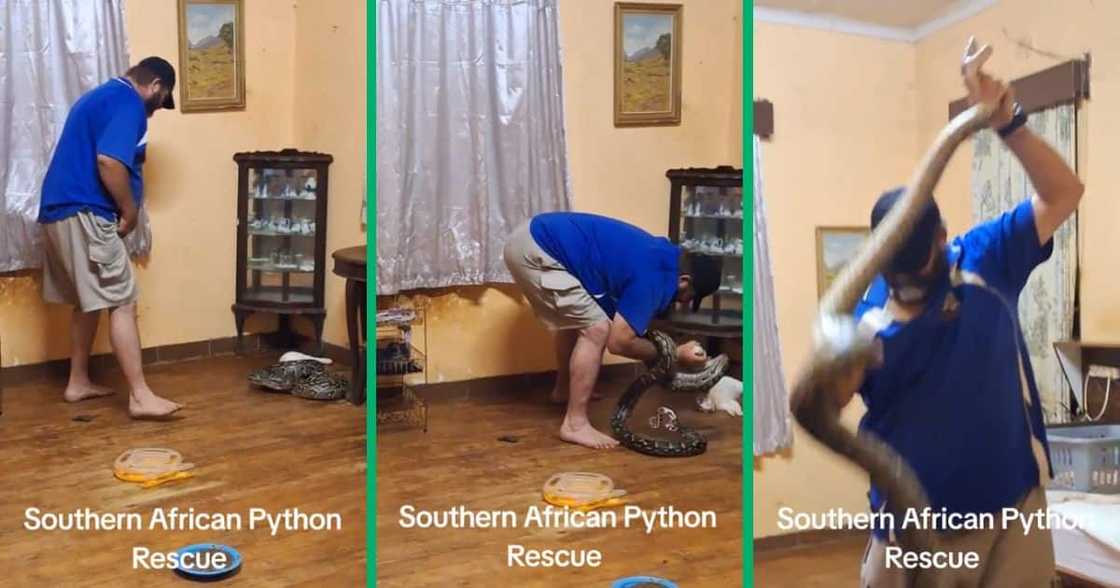 Man rescues python Man rescues python