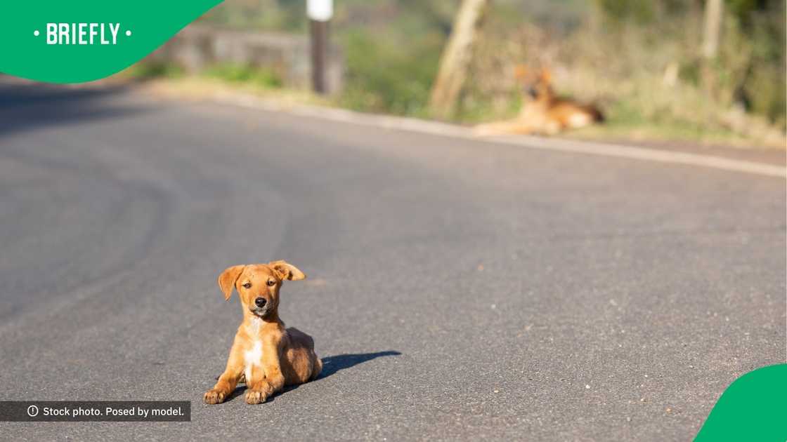 Puppy trends on TikTok Puppy trends on TikTok