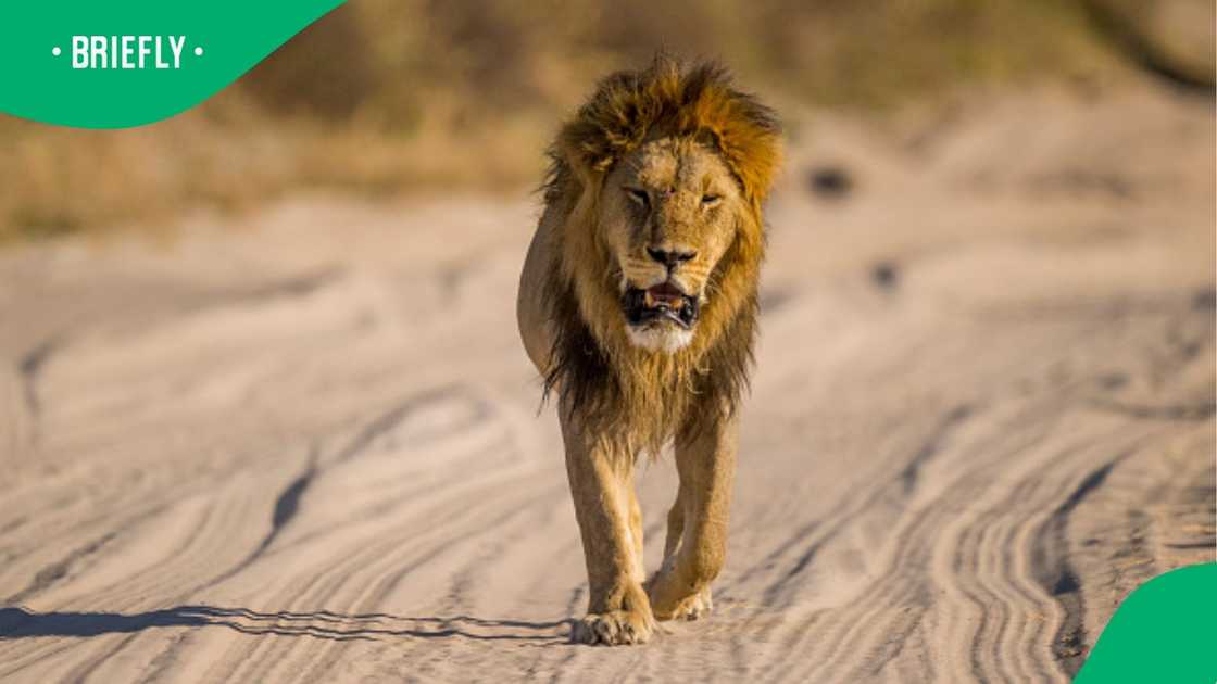 A lion caused a traffic jam at Kruger National Park, and the actions of onlookers sparked a debate.