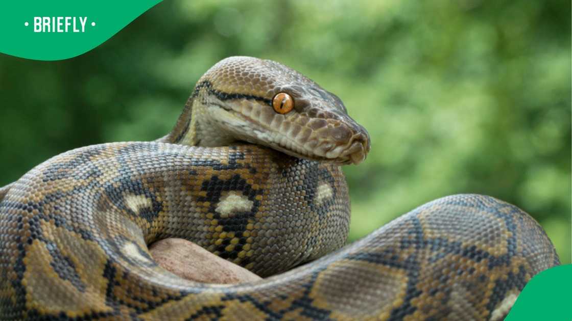 Experts warn of snakebite antivenom shortage in South Africa as reptile season nears.