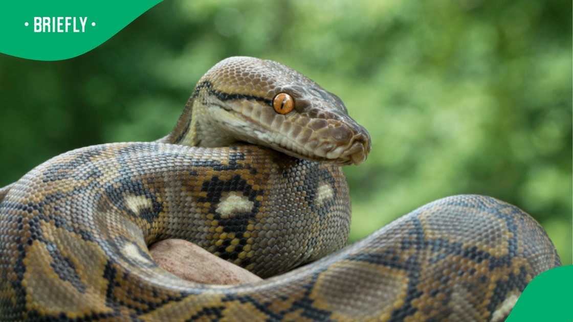 Experts warn of snakebite antivenom shortage in South Africa as reptile season nears. Experts warn of snakebite antivenom shortage in South Africa as reptile season nears.