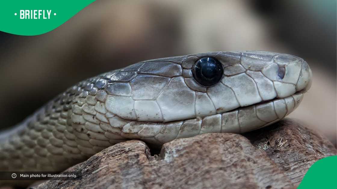 A close-up of a black mamba. A close-up of a black mamba.