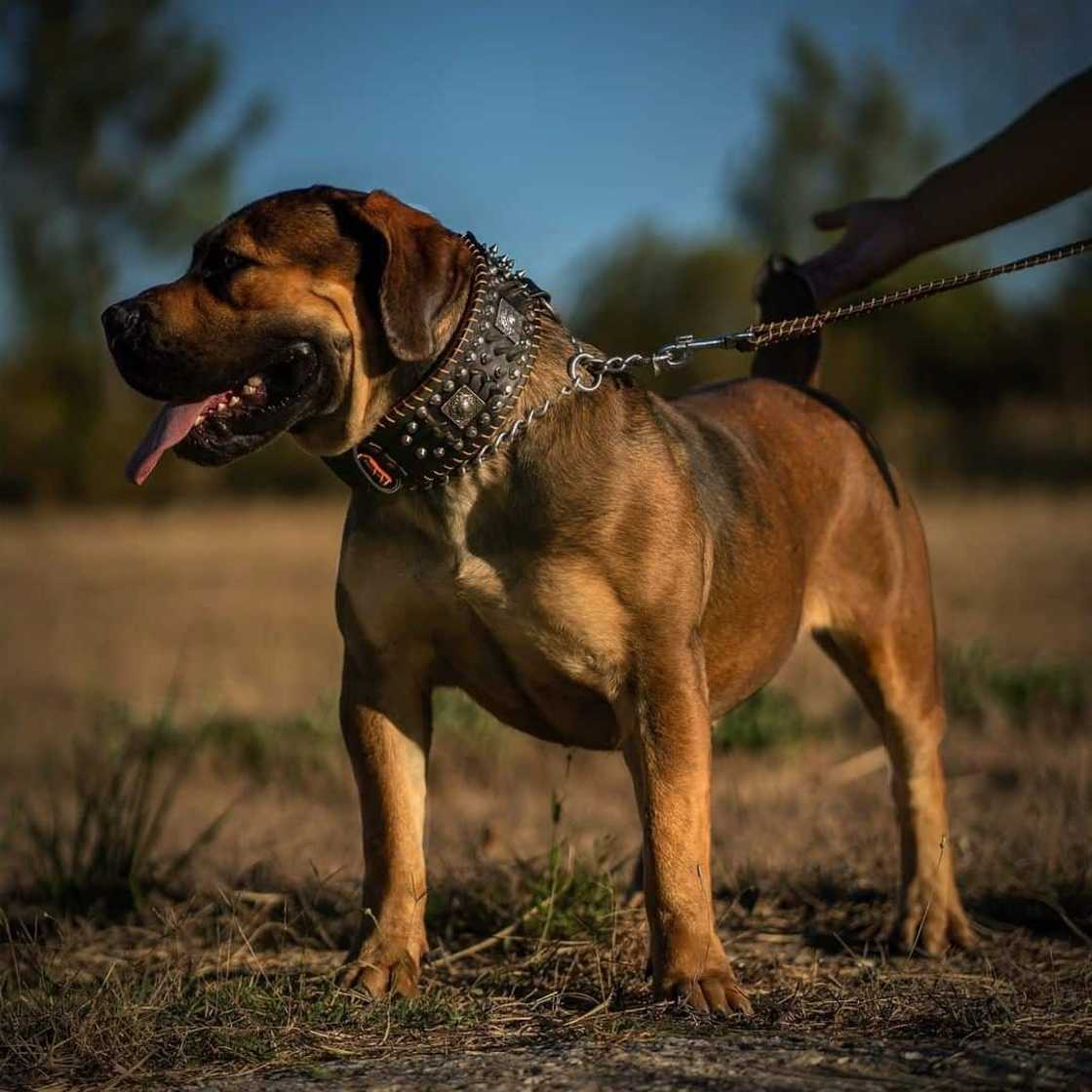 South African Boerboel: reasons why every homeowner should buy this dog breed South African Boerboel: reasons why every homeowner should buy this dog breed