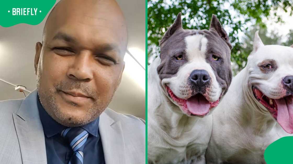 A South African man called for safety measures to prevent pit bull attacks. A South African man called for safety measures to prevent pit bull attacks.