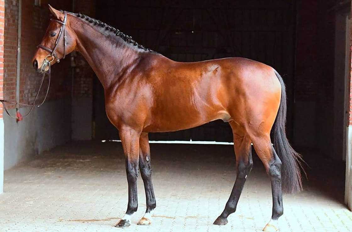 What is the most expensive horse in the world 2021? What is the most expensive horse in the world 2021?