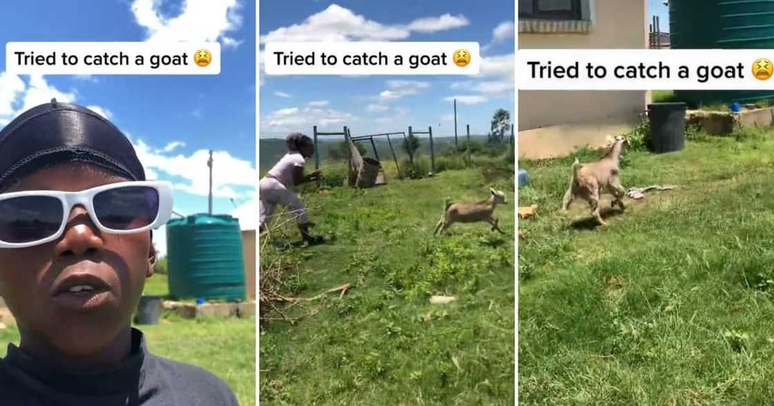 A boy raps while a goat is chased behind him A boy raps while a goat is chased behind him
