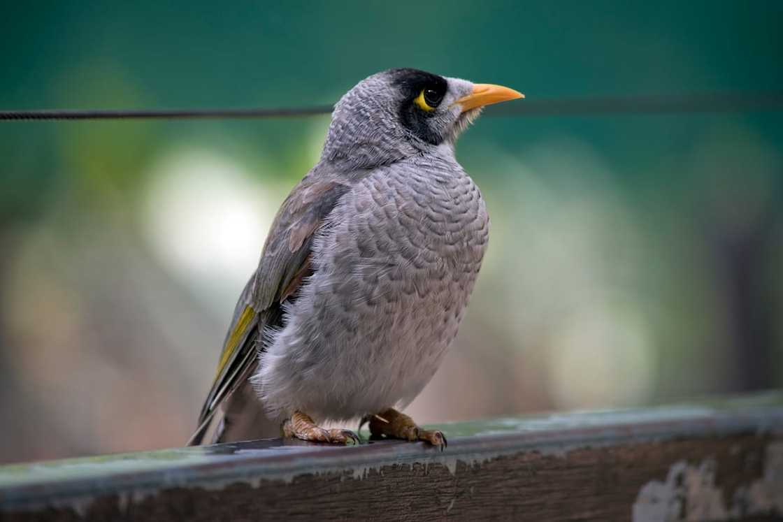 Noisy Miner perched on a fence Noisy Miner perched on a fence