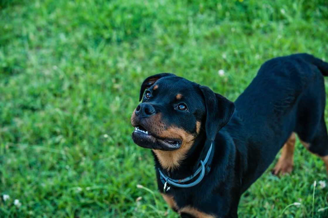 Top 10 gewildste honde rasse in Suid-Afrika Top 10 gewildste honde rasse in Suid-Afrika