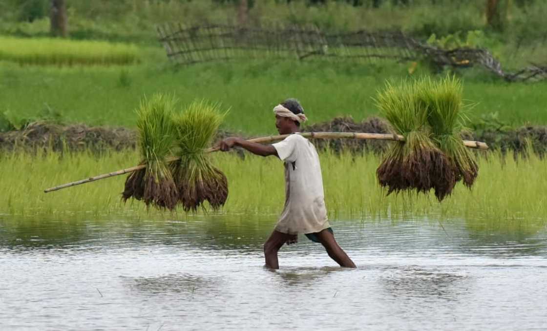 The decision by India comes as rice prices were already soaring owing to a range of issues including the pandemic, the Ukraine war and the El Nino weather phenomenon The decision by India comes as rice prices were already soaring owing to a range of issues including the pandemic, the Ukraine war and the El Nino weather phenomenon