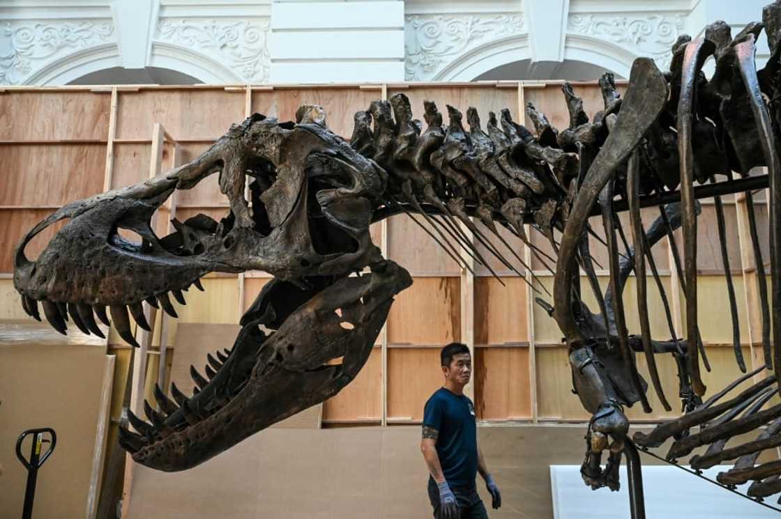Shen, which stands 4.6 metres tall and 12 metres long, is thought to be male Shen, which stands 4.6 metres tall and 12 metres long, is thought to be male
