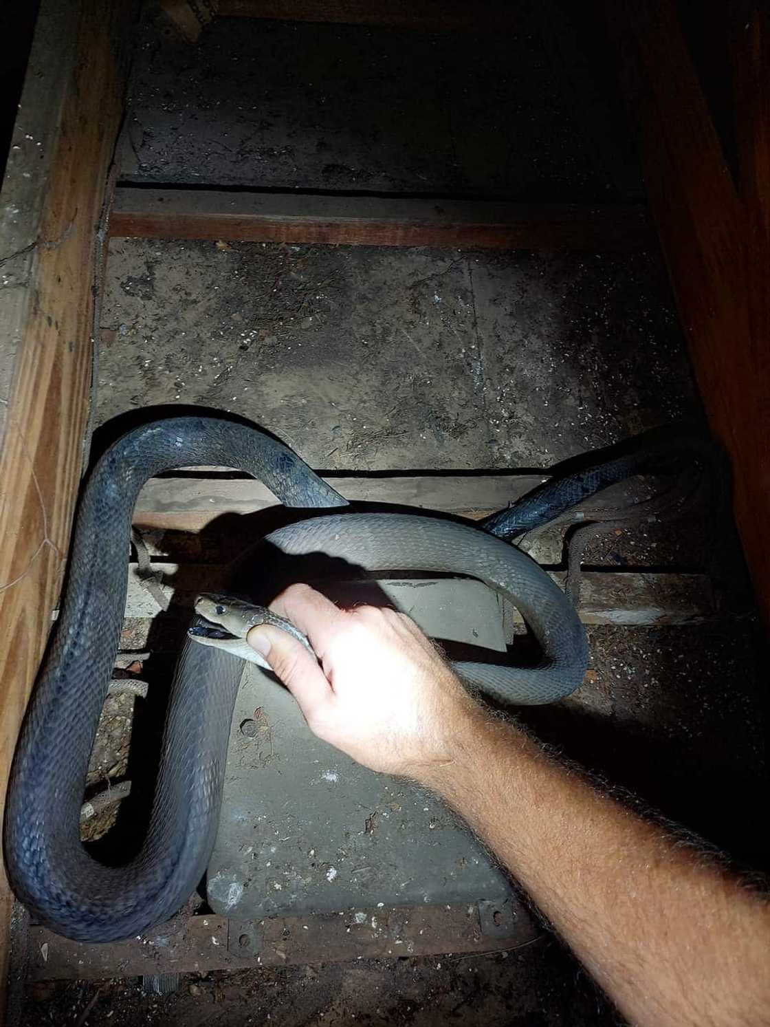 An enormous black mamba was found in a ceiling in Moseley, KwaZulu-Natal and was rescued by Nick Evans An enormous black mamba was found in a ceiling in Moseley, KwaZulu-Natal and was rescued by Nick Evans