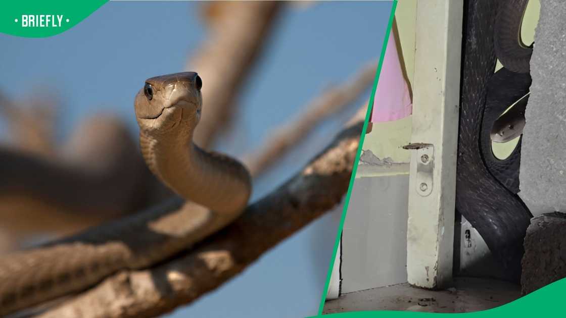 A black mamba hid in a messy room.