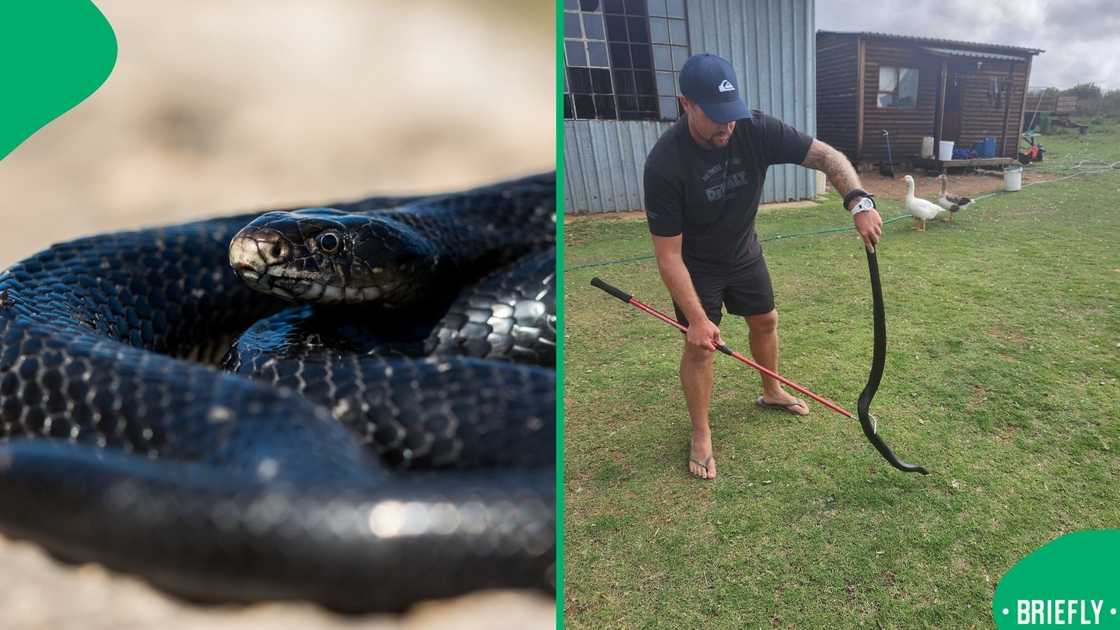 The visual on the right showed a snake catcher with a snake The visual on the right showed a snake catcher with a snake