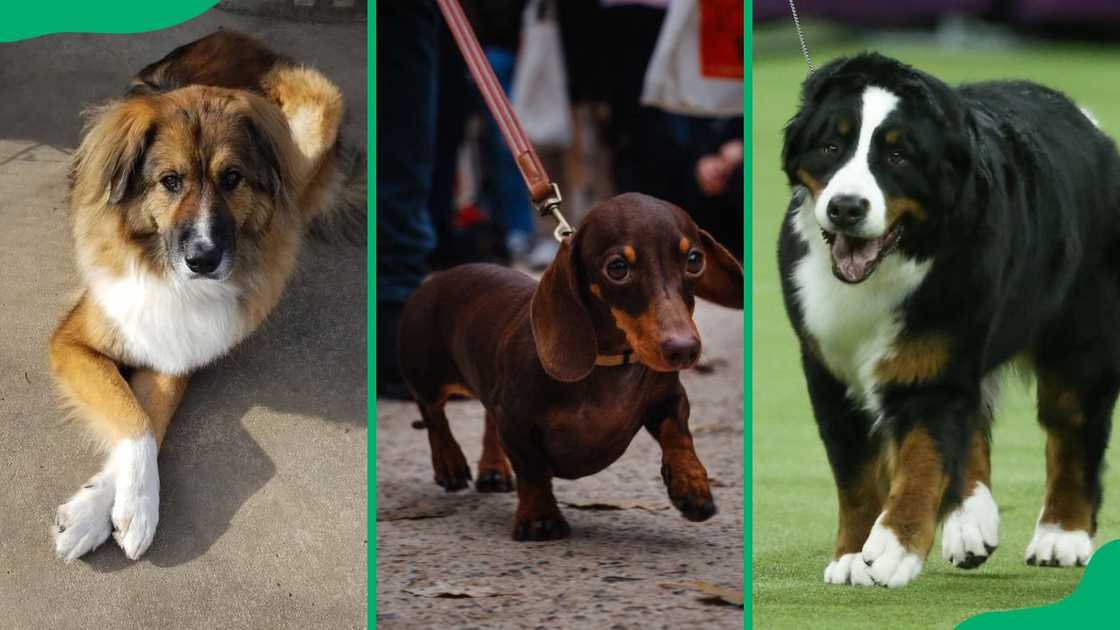 Farm dog breeds Farm dog breeds