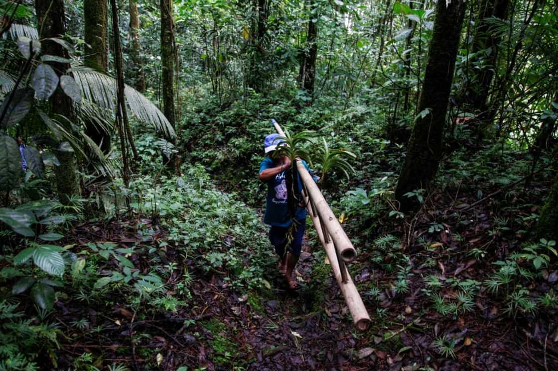 Musimin mostly works alone and wants those who enter the forest to leave the orchids to blossom instead of trying to profit from them