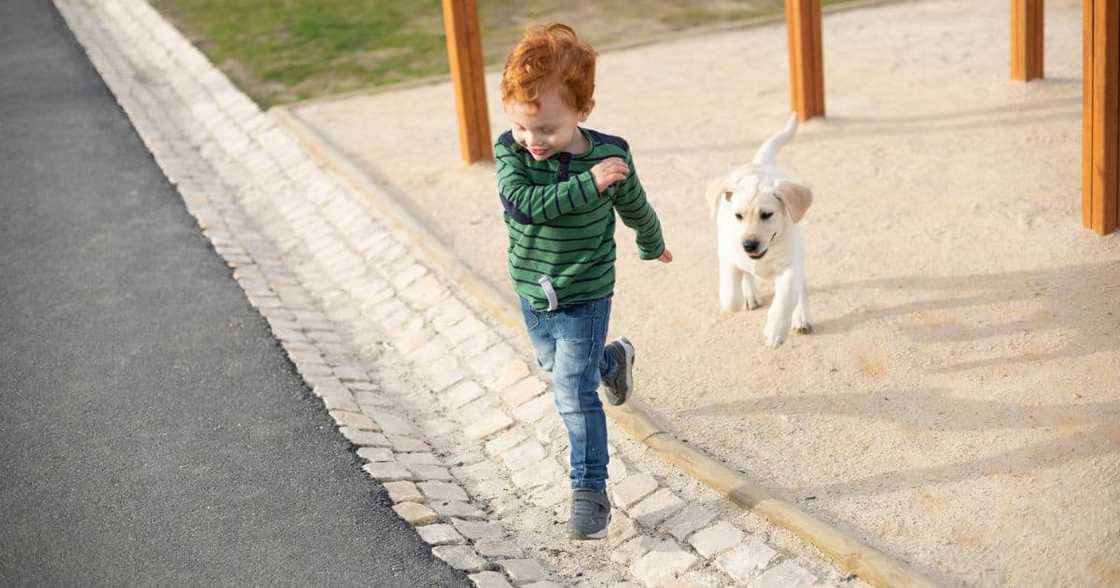 boy being chased by a small dog boy being chased by a small dog