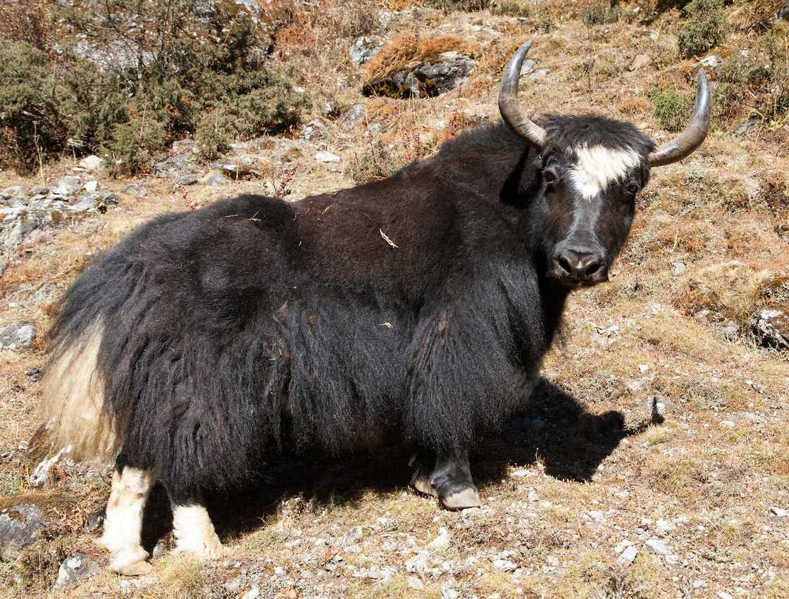 Exotic animals that start with x Exotic animals that start with x