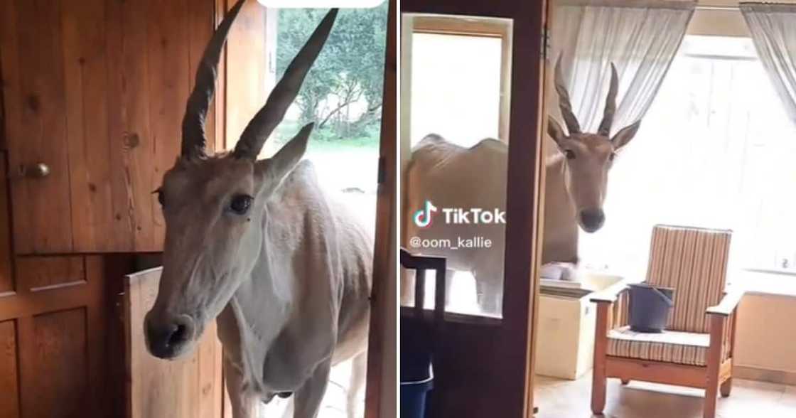 Eland in home on TikTok