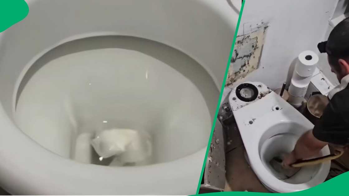 Man removed cobra from toilet