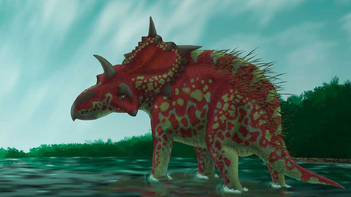 Animals that start with x Animals that start with x