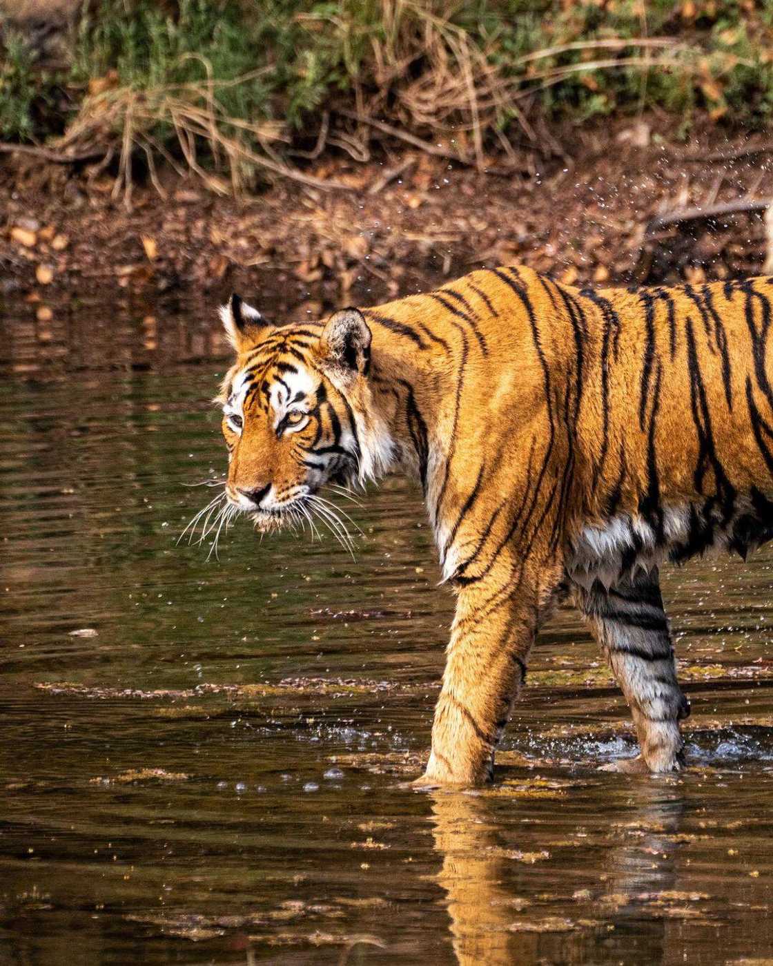 World's most dangerous animals in the world | Top 25 list World's most dangerous animals in the world | Top 25 list