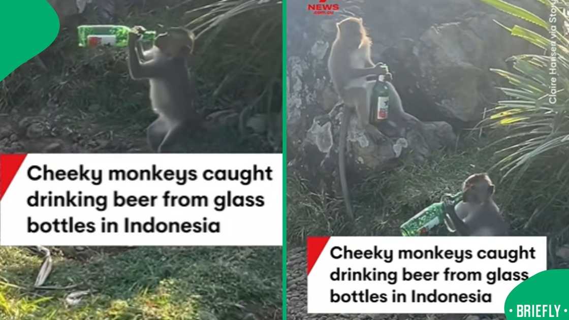 The image captured small primates handling commercial beverage bottles along a rocky hillside accompanied by a descriptive text overlay The image captured small primates handling commercial beverage bottles along a rocky hillside accompanied by a descriptive text overlay