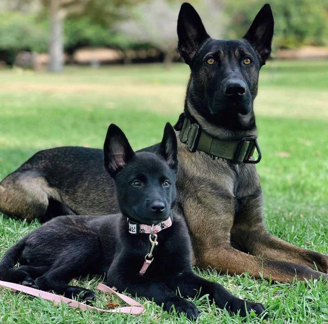 World's most dangerous animals in the world | Top 25 list World's most dangerous animals in the world | Top 25 list