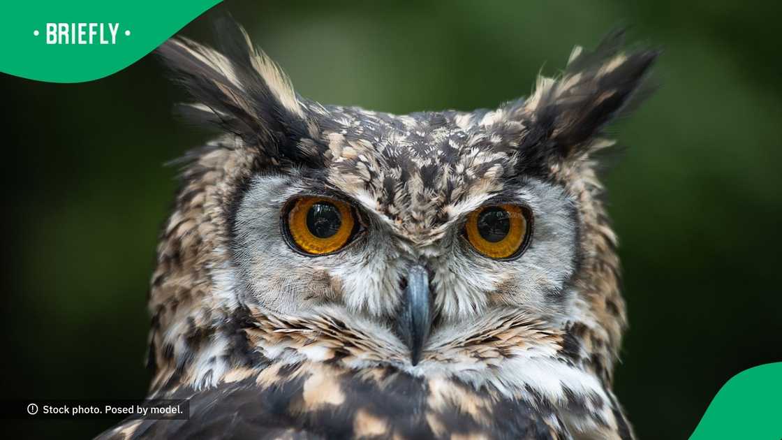 Gent travels with pet owl in packed taxi Gent travels with pet owl in packed taxi