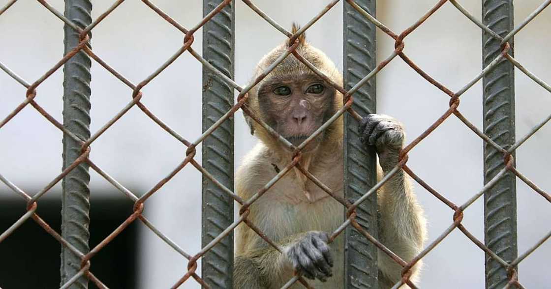 “Stop Animal Testing”: Monkey Bound for Research Lab Escapes, Activists Celebrate “Stop Animal Testing”: Monkey Bound for Research Lab Escapes, Activists Celebrate