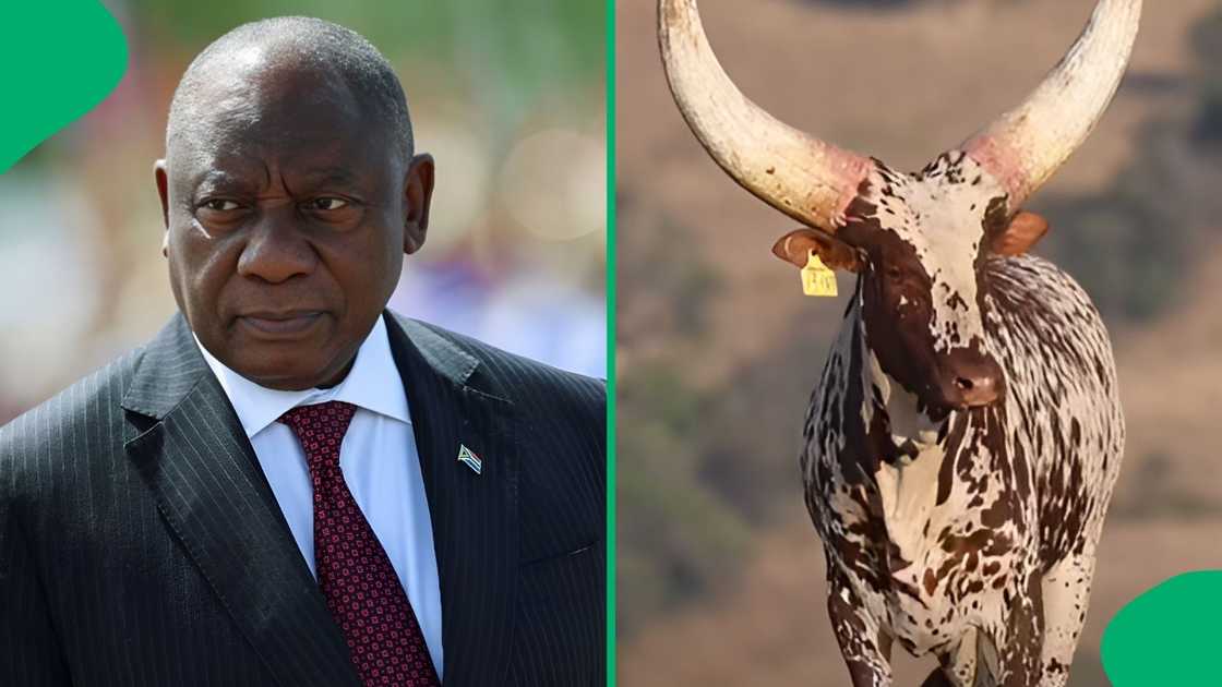 Video footage shared online highlighted the history of the president's breeding programme following the historic sale