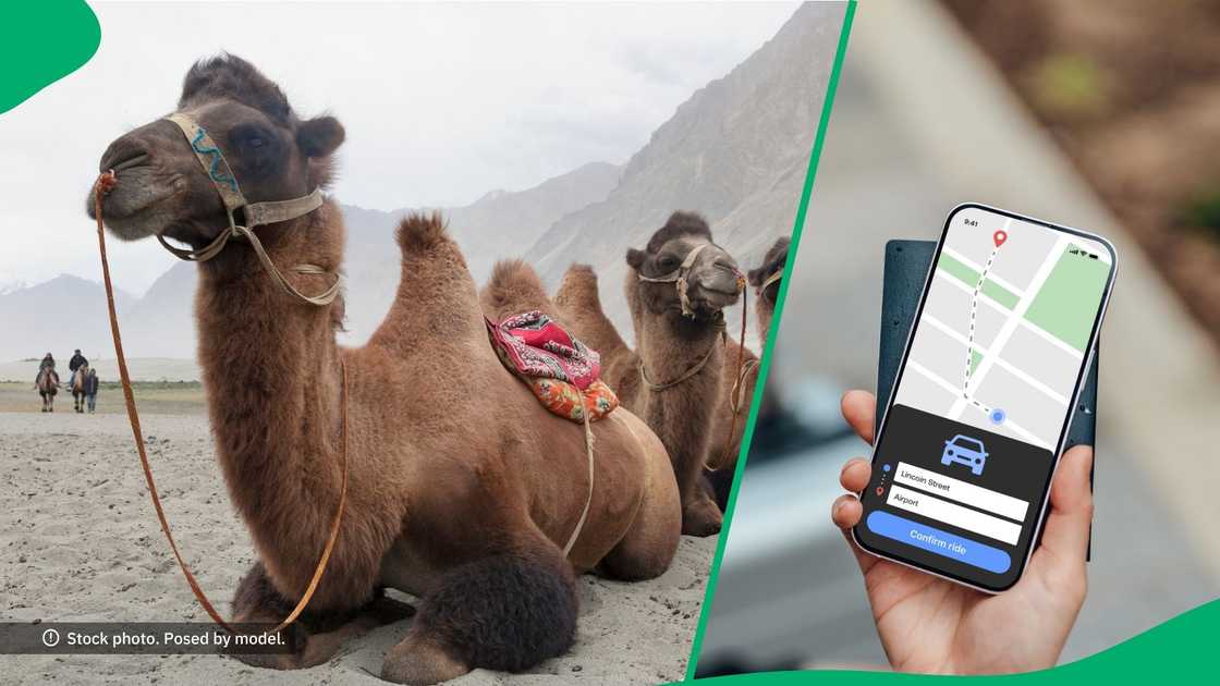 A Dubai tourist seemingly called a camel on the desert using an Uber app. A Dubai tourist seemingly called a camel on the desert using an Uber app.