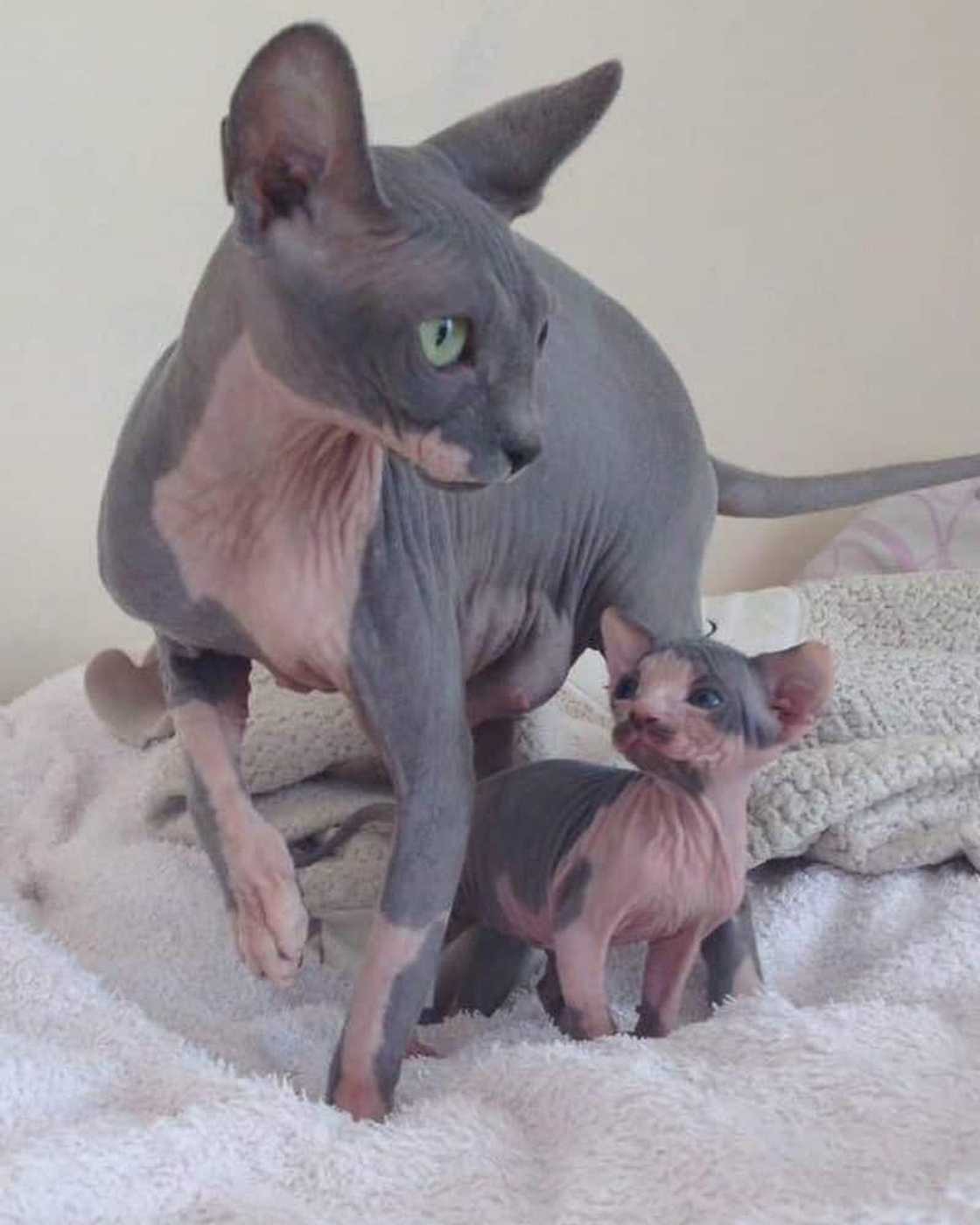 Most expensive cats prices Most expensive cats prices