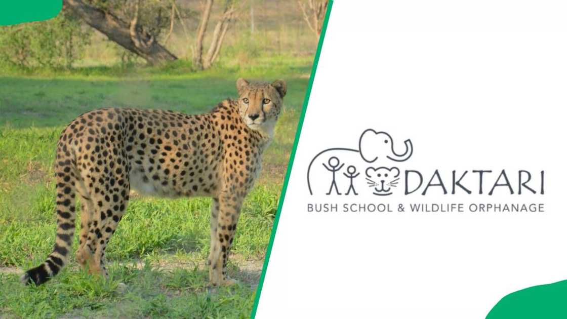 volunteer organizations in South Africa volunteer organizations in South Africa