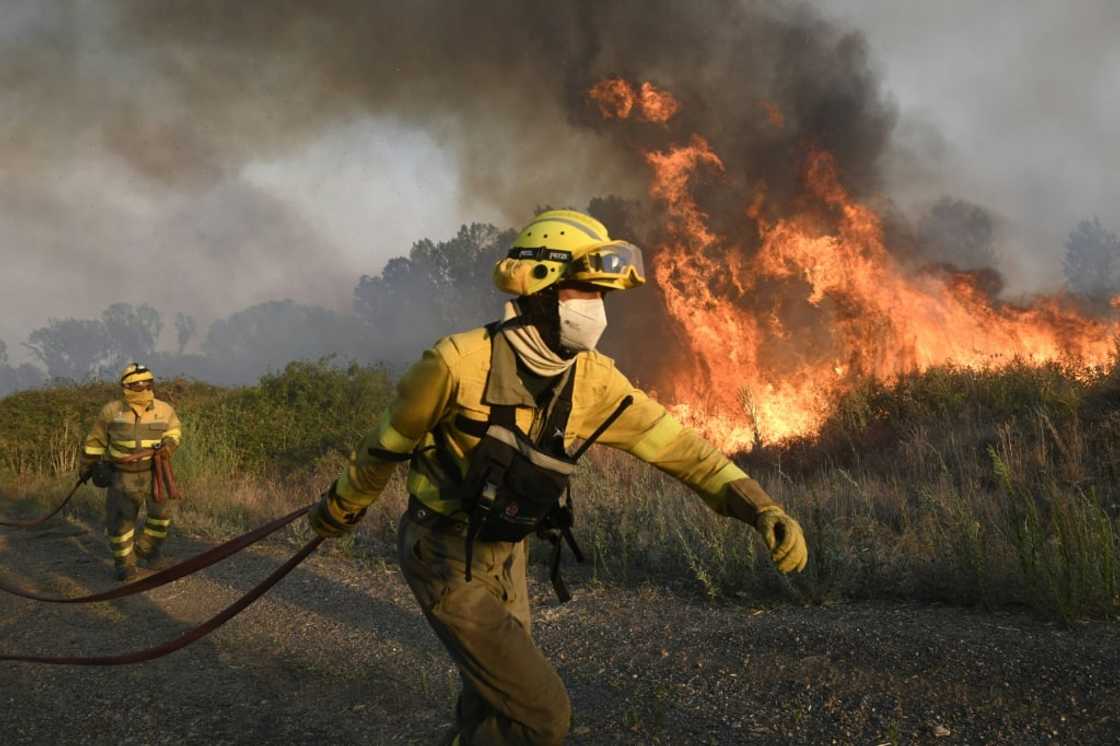 Ecologists call for more indigenous tree species which are more resistant to fire, such as chestnut, cork and oak trees, to be planted in Spain and Portugal