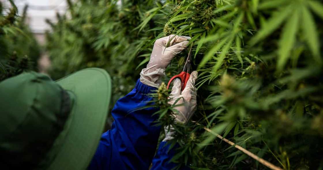 SA Government, R28 Billion Cannabis Industry, National Strategy, Commercialisation, Monetisation, Industrialisation SA Government, R28 Billion Cannabis Industry, National Strategy, Commercialisation, Monetisation, Industrialisation