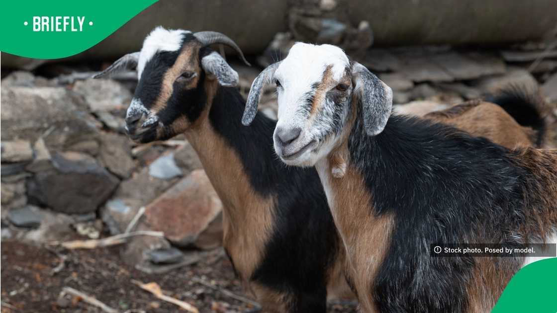 The visual showed brown and black goats