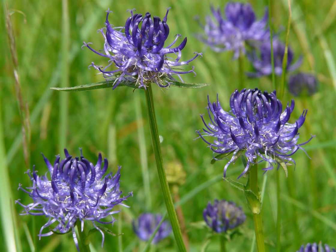 south african indigenous plants south african indigenous plants
