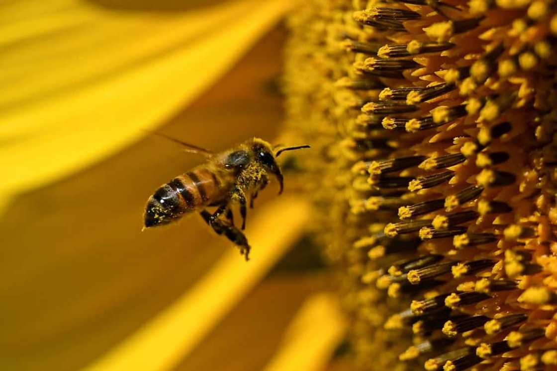 A wasp flies around a sunflower near Juan Jose Castelli in Chaco province, northeast Argentina