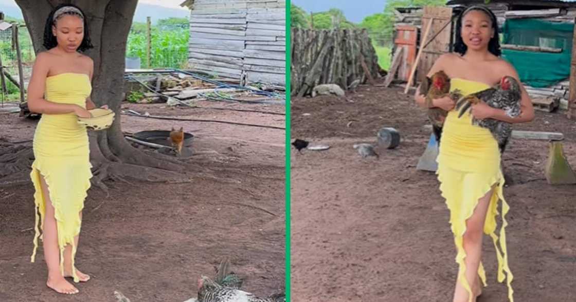 The young woman caught two chickens easily in her arms while wearing a pretty dress