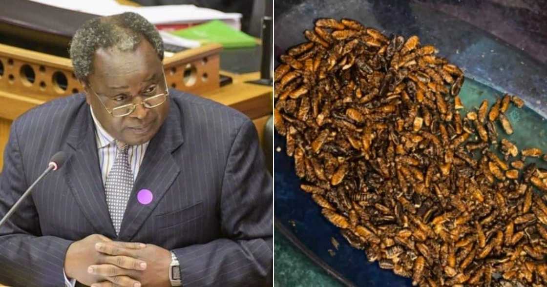 insects, ants, oil, food, cook, pheto, tito, meal, protein, delicacy, Zambia