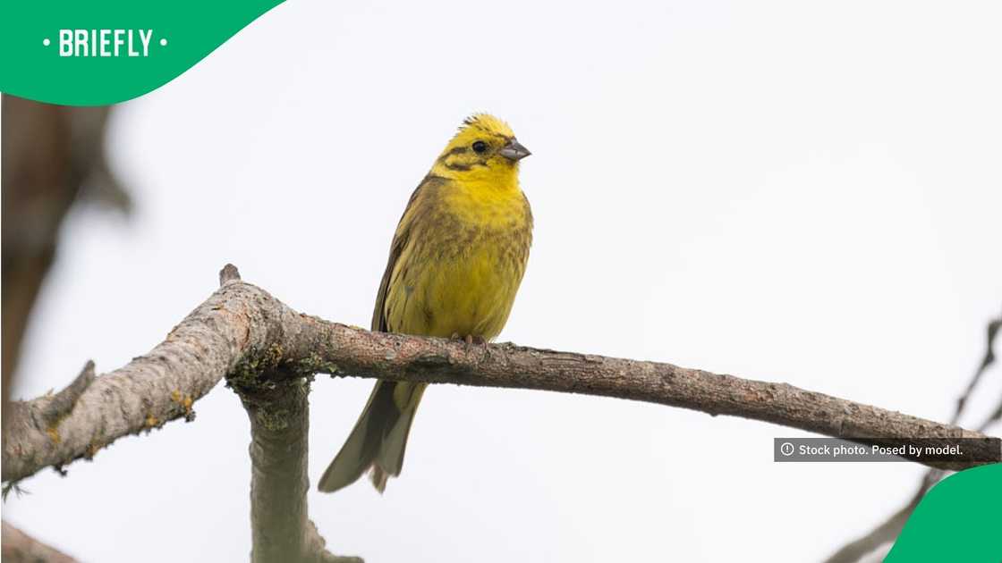 Feeding birds in Cape Town is illegal