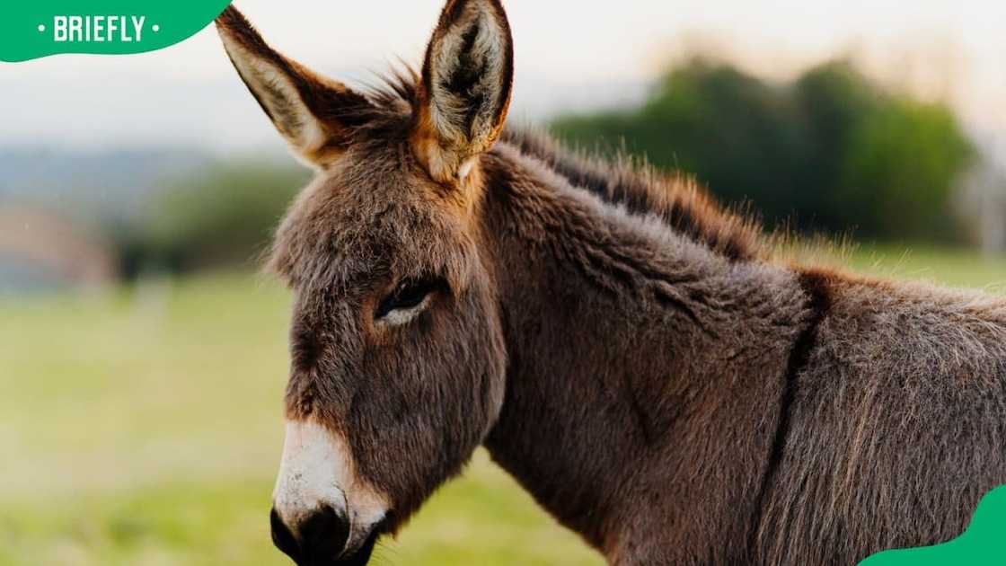 Weird Arizona donkey law