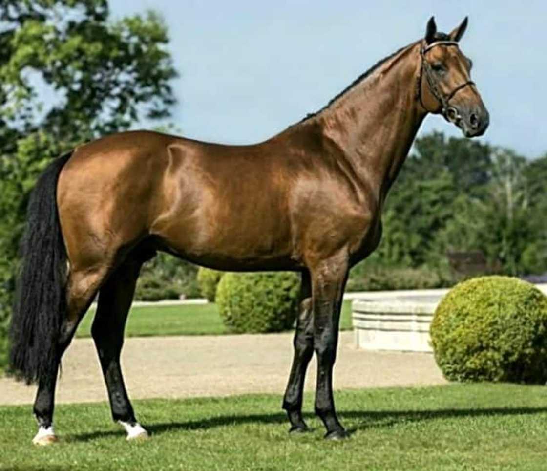 What is the most expensive horse in the world 2021? What is the most expensive horse in the world 2021?