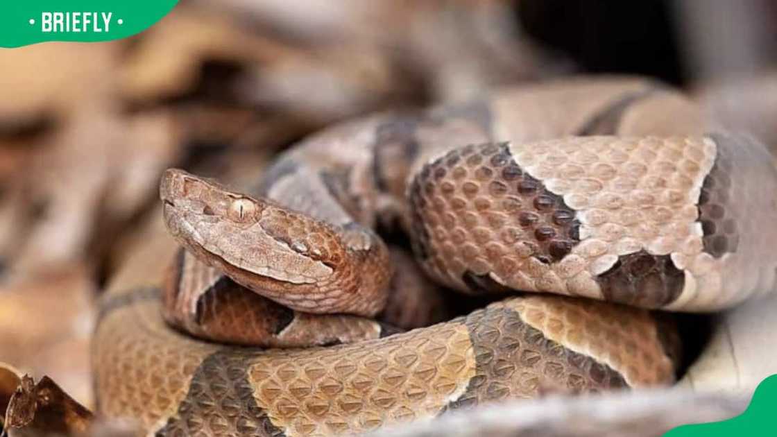 Upland Copperhead resting