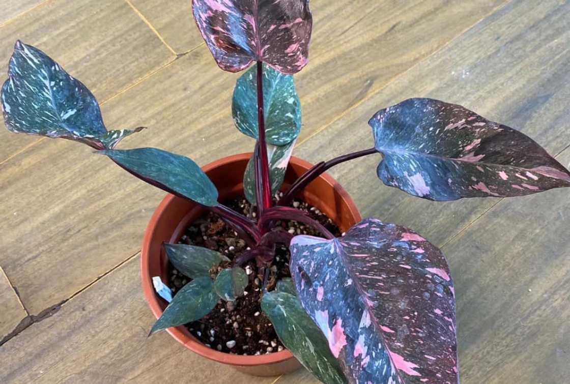 A Pink Princess Galaxy plat in a pot A Pink Princess Galaxy plat in a pot