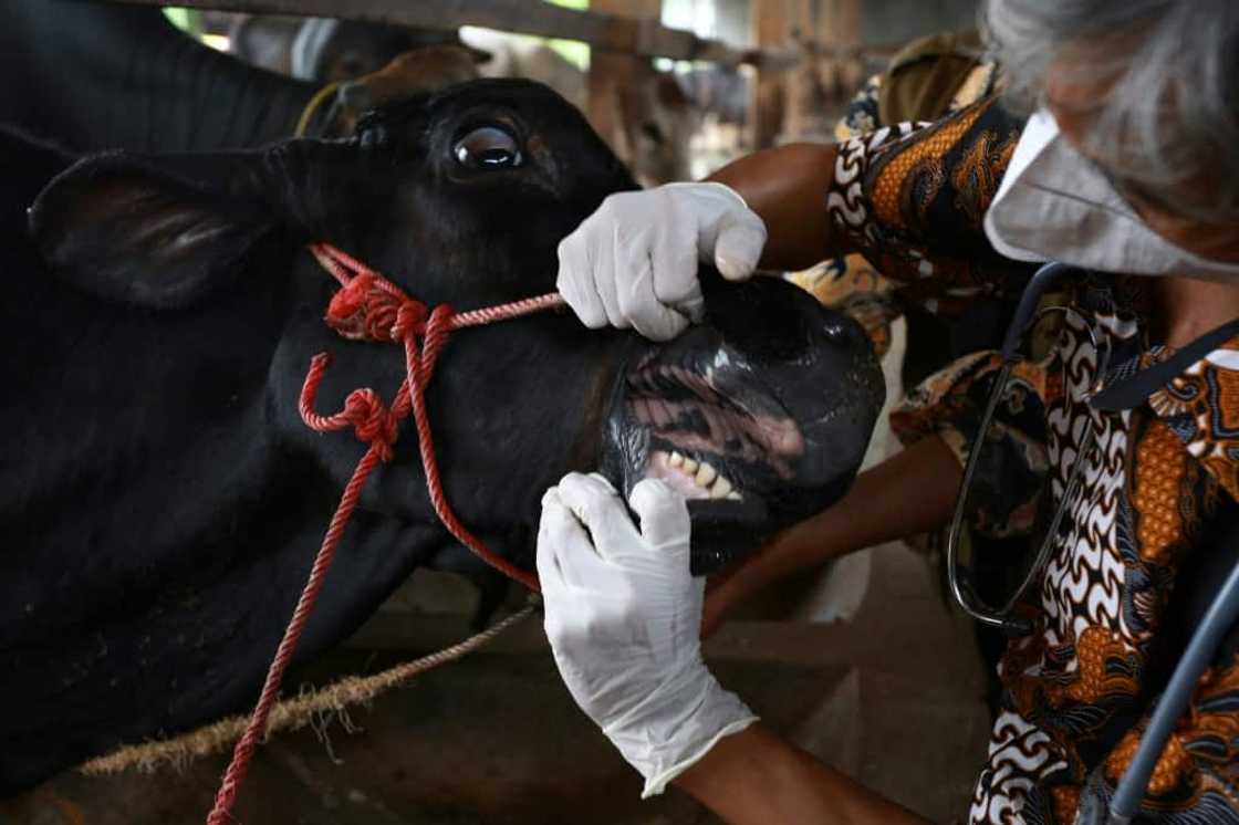 A foot-and-mouth disease outbreak has ripped through two Indonesian provinces since April, killing thousands of cows and infecting hundreds of thousands more A foot-and-mouth disease outbreak has ripped through two Indonesian provinces since April, killing thousands of cows and infecting hundreds of thousands more