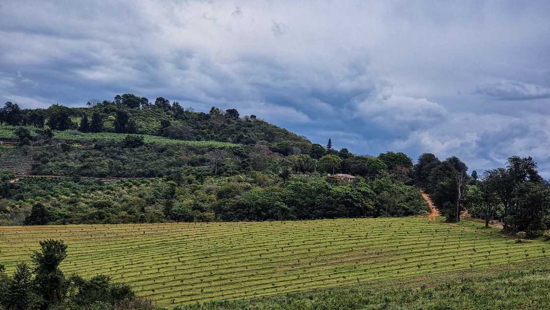 In Mpumalanga, the 2,700-hectare Giba CPA