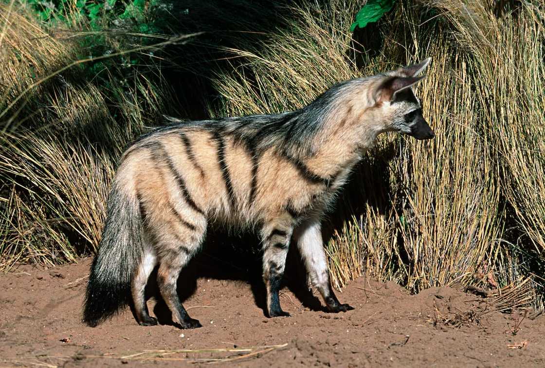 The side view of an aardwolf The side view of an aardwolf