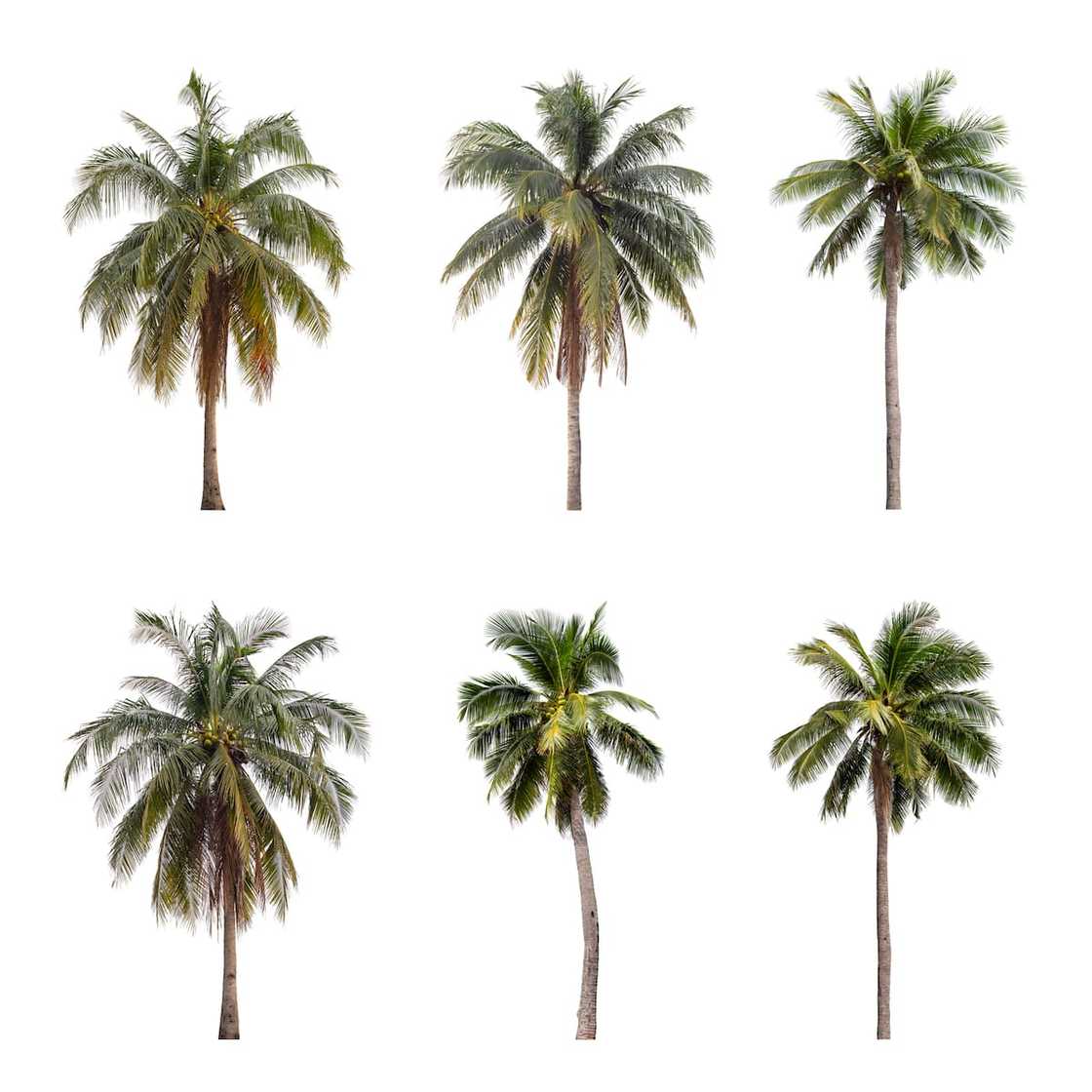 types of palm trees in South Africa types of palm trees in South Africa