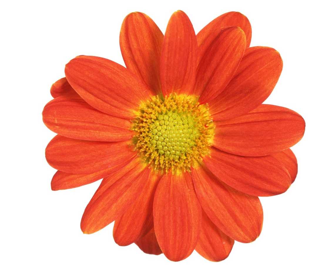 birth flower birth flower